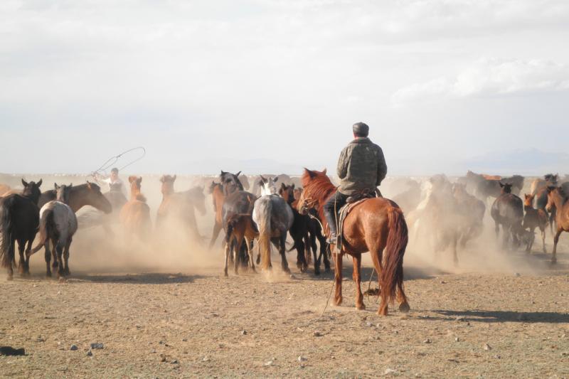 Horses, Ulaangom