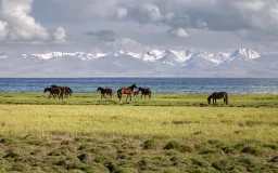some horses in the middle of green meadows nearly the shore of the Song Kul lake at 3000 m. alt.