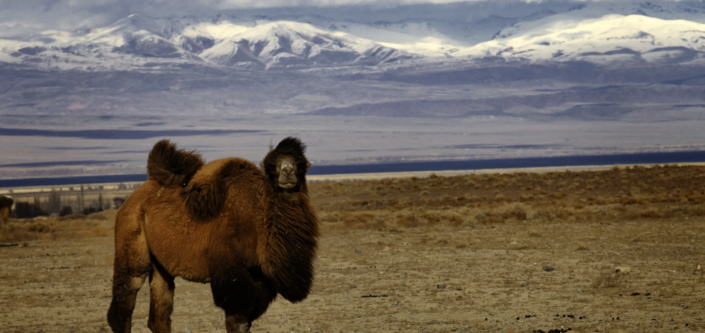 Bactrian camel on the shore of Issyk Kul lake