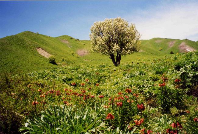 <span>Flora and Fauna in Tajikistan</span>
